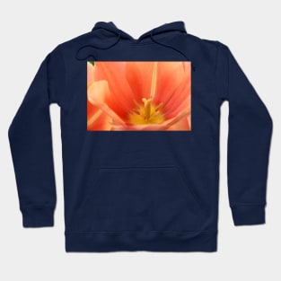 Tulipa 'Stunning Apricot' Single Late Tulip Hoodie